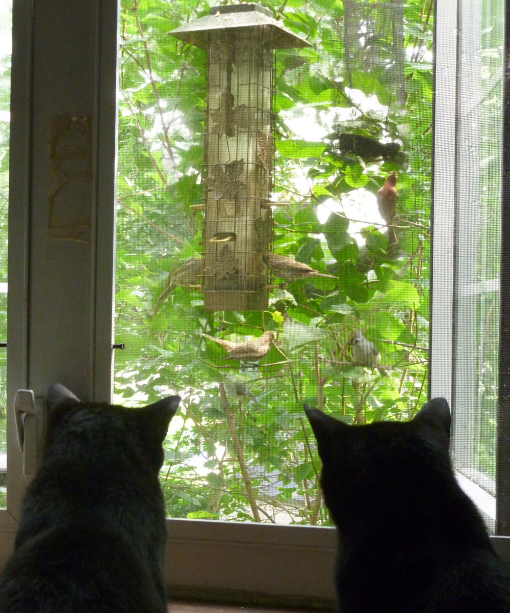 Two cat silhouettes looking at feeder