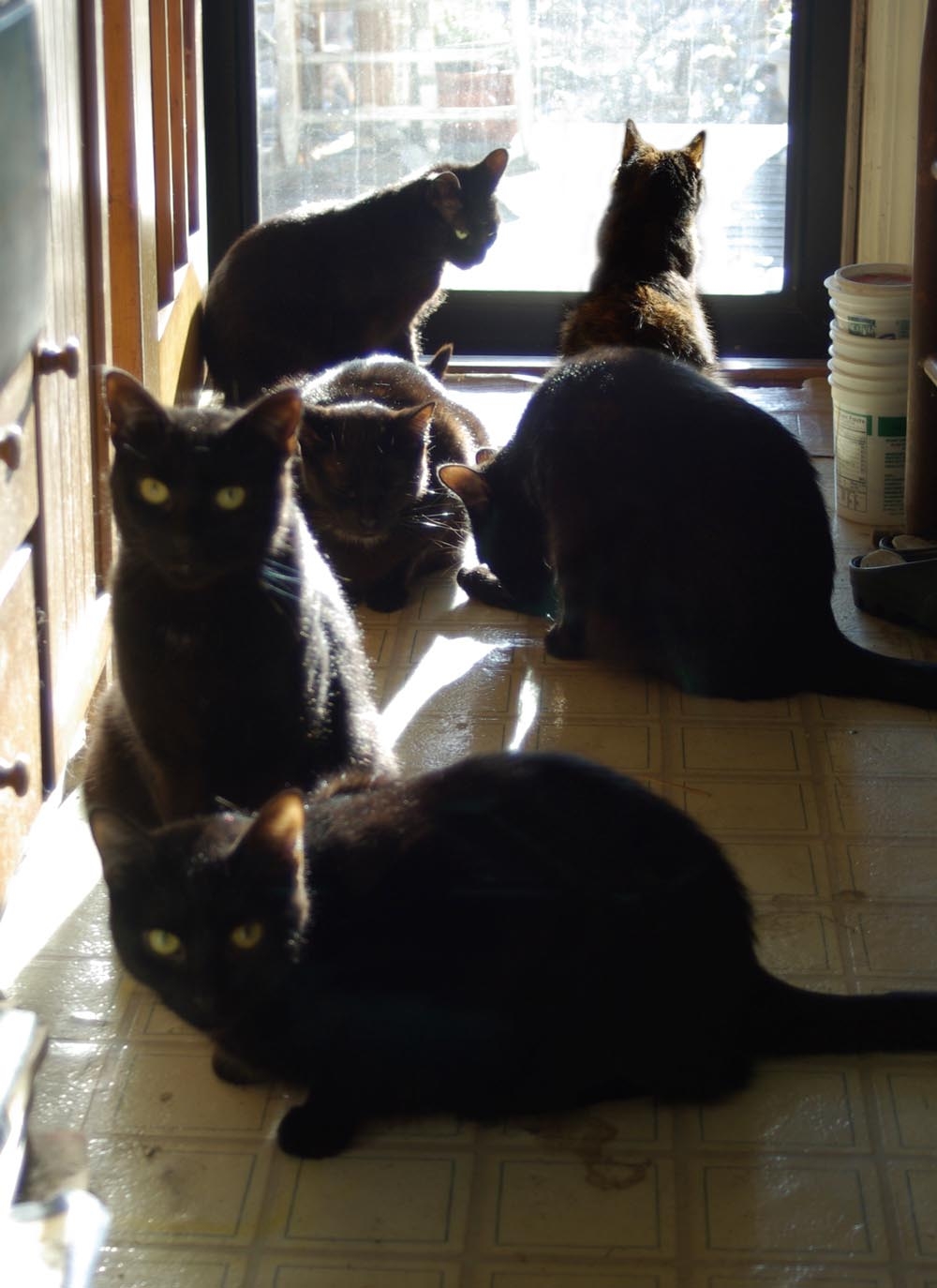 photo of six cats in sun