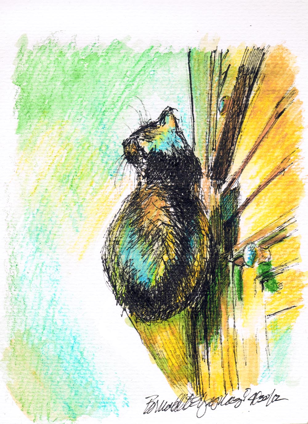 ink and watercolor sketch of cat