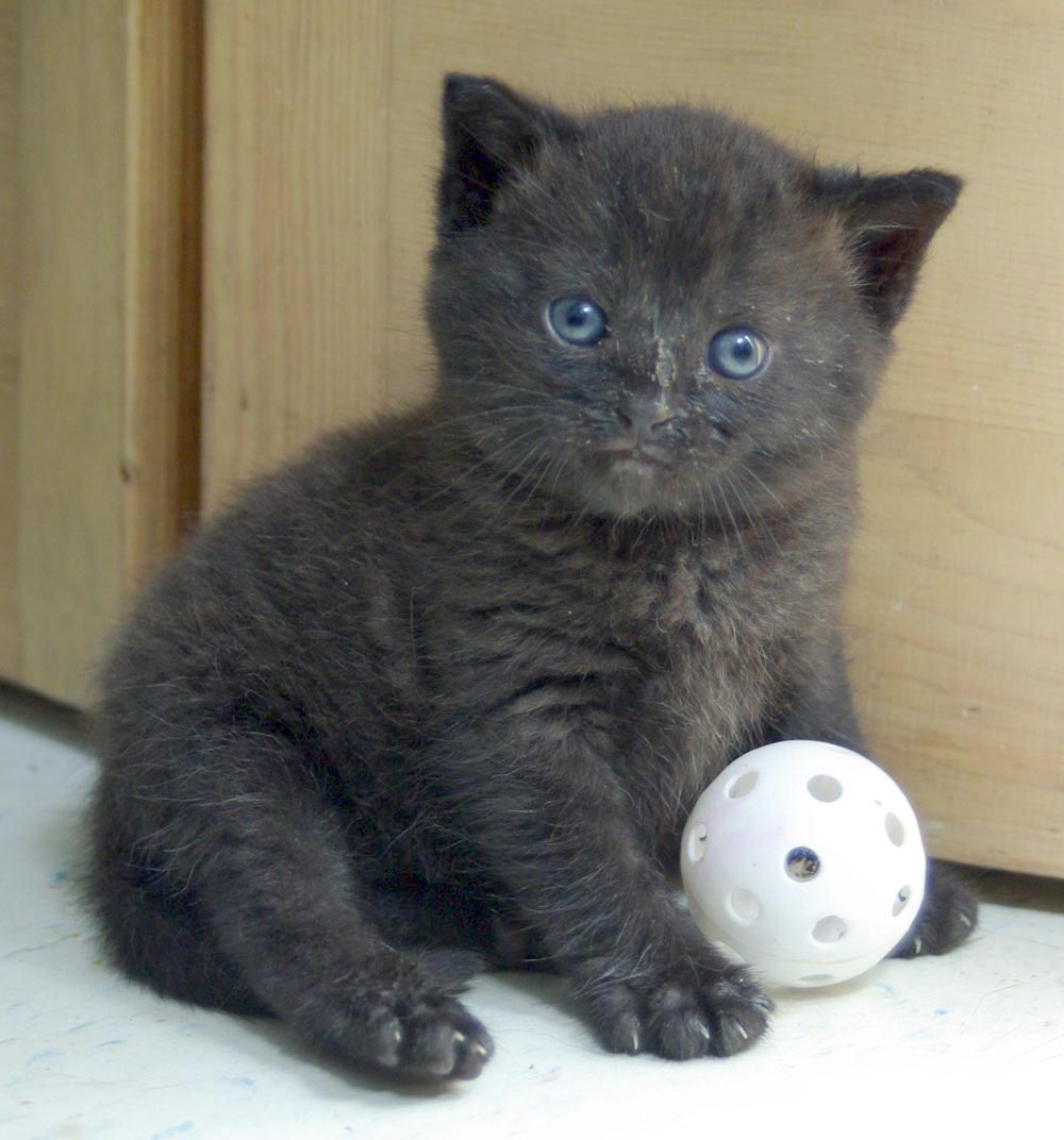 tiny black kitten with ball