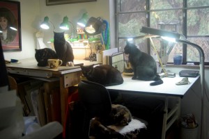 five cats in studio