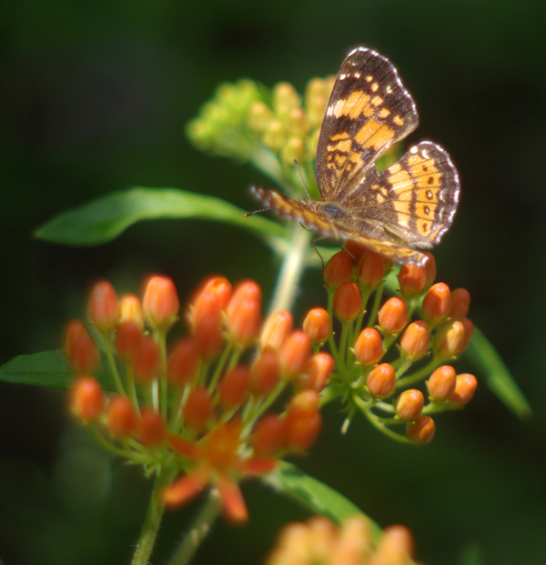 silvery checkerspot on butterfly weed