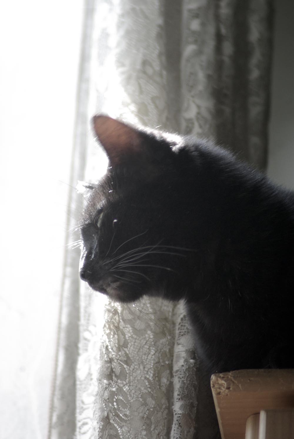 black cat at sunny window