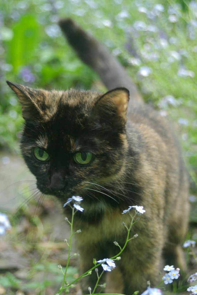 tortoiseshell cat in forget me nots