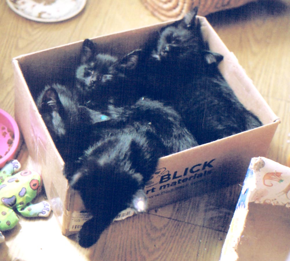 four black kittens in a box