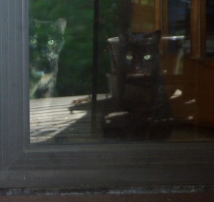 two cats inside back door