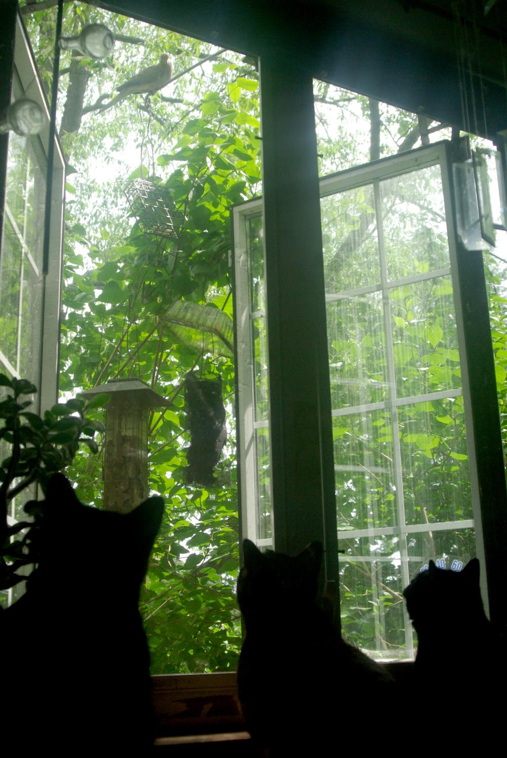 three cats watching doves
