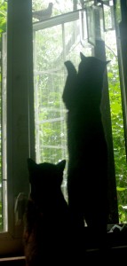 two black cats watching dove