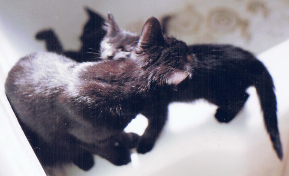 black cat washing black kitten