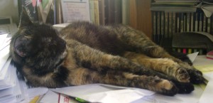 tortoiseshell cat sleeping on desk