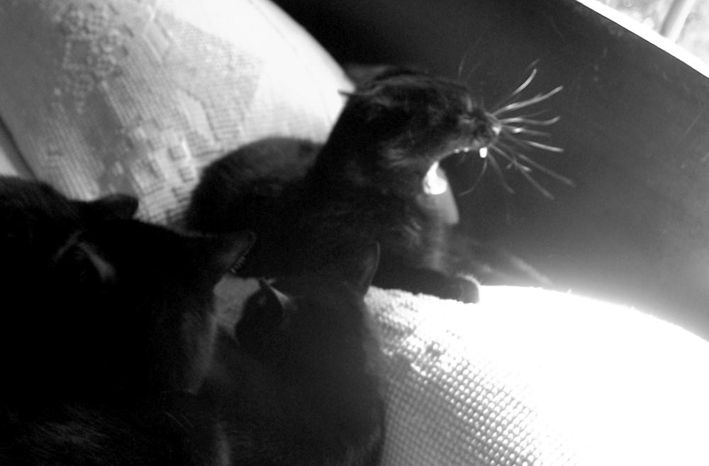 black cat yawning