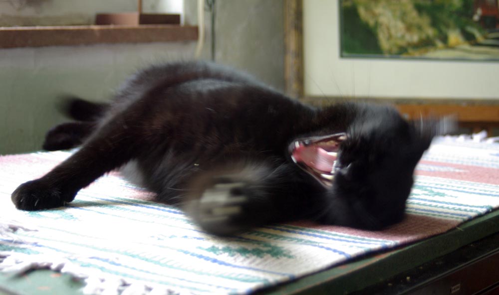 Black cat rolling around laughing