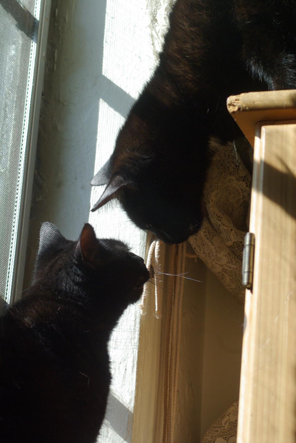 two black cats by sunny window