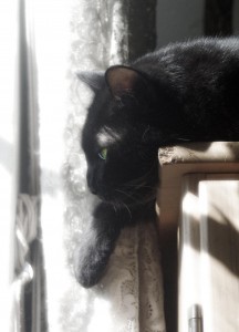 black cat in comtemplation