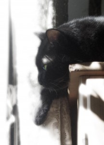 black cat in contemplation