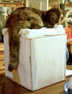 tortoiseshell cat on box