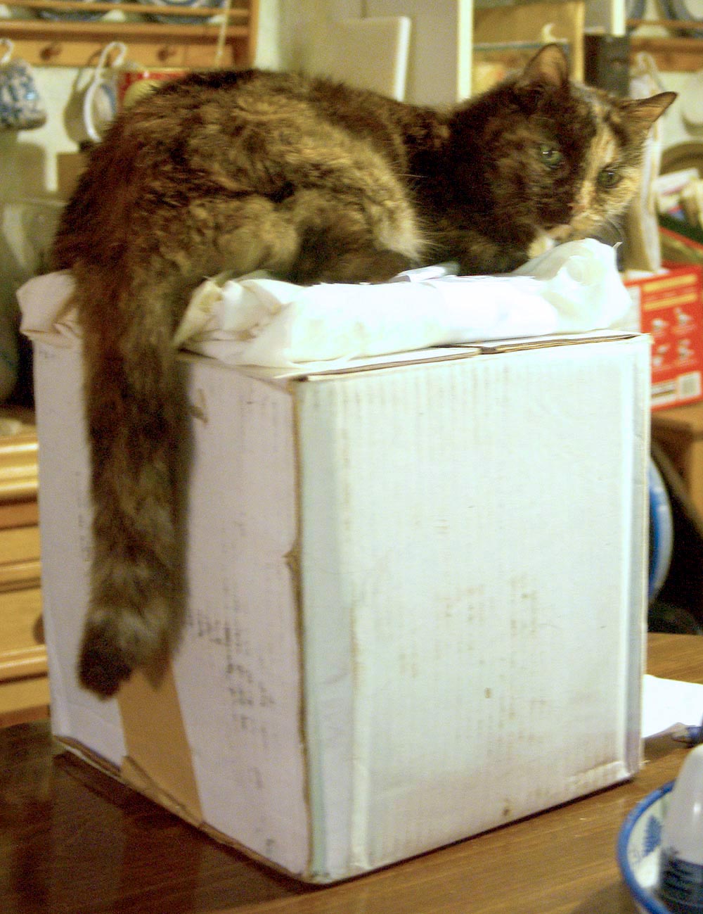 tortoiseshell cat on box