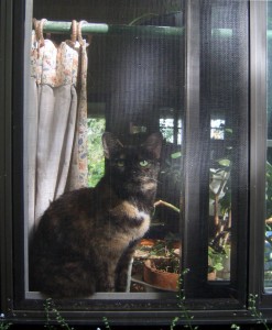 tortoiseshell cat in window