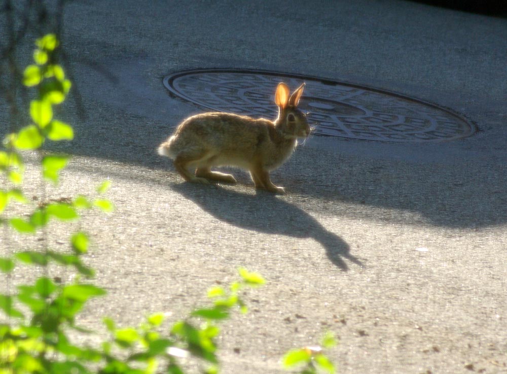 wild rabbit on street