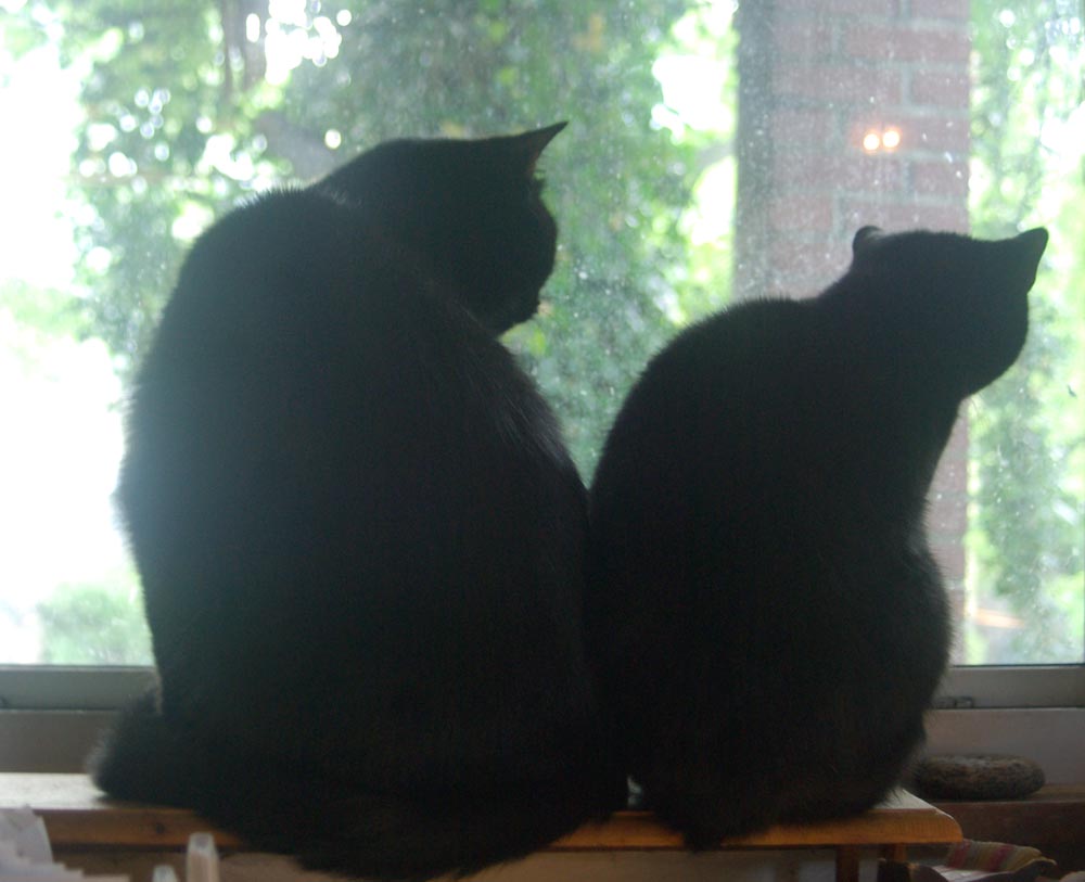 Two black cat silhouettes looking out the window