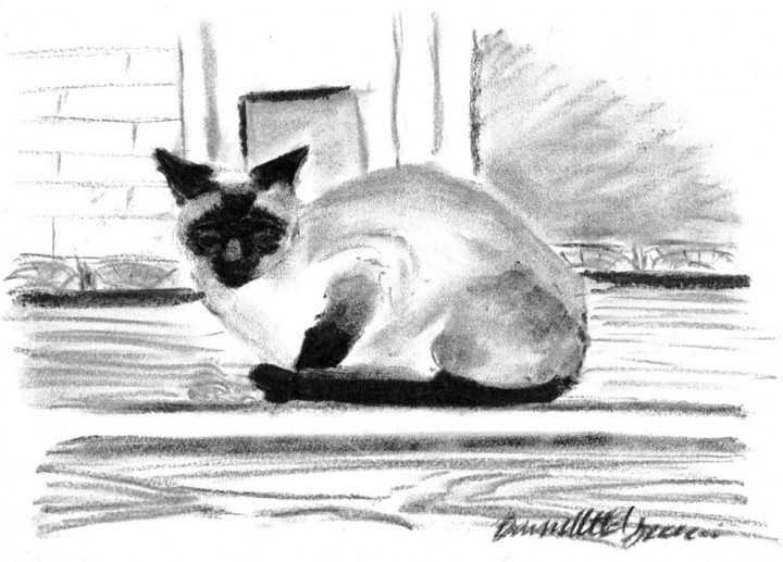 charcoal sketch of siamese cat