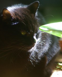 black cat with green dish