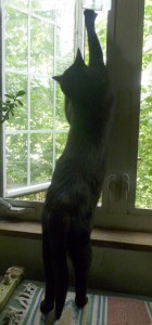 black cat stretching at window