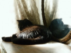 black cat in mirror with lace curtain