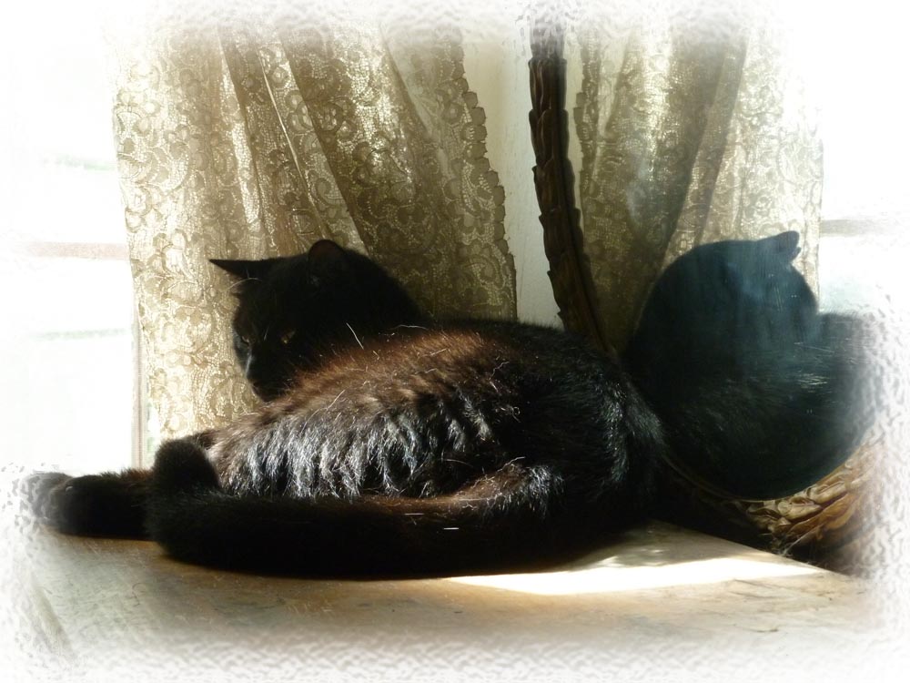 photo of black cat in mirror