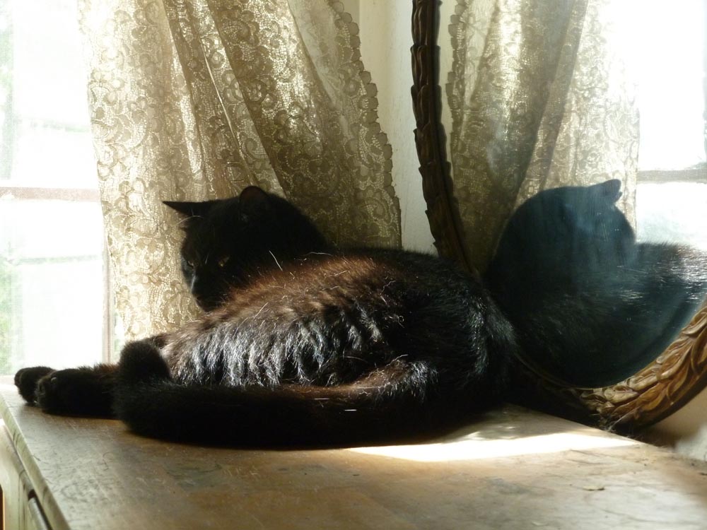 black cat in front of round mirrir with lace curtain