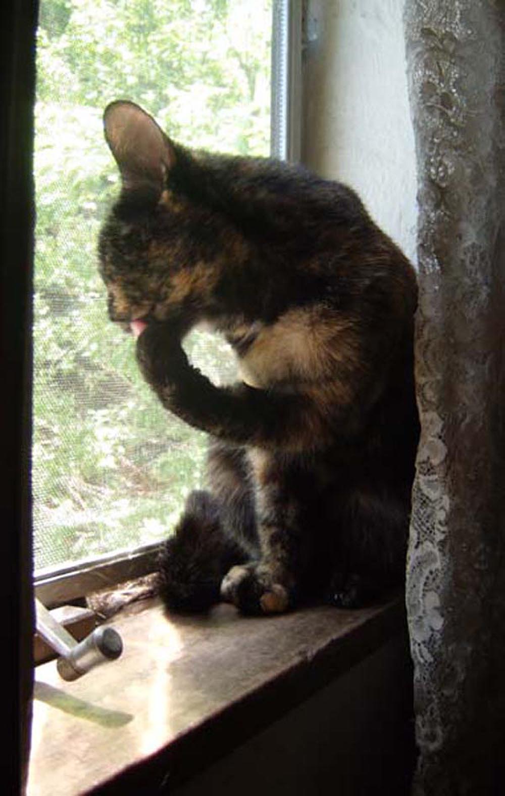 tortoiseshell cat on windowsill cleaning toes