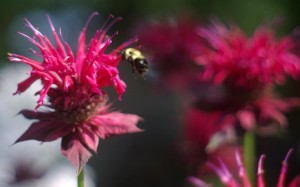 photo of bee balm with bee