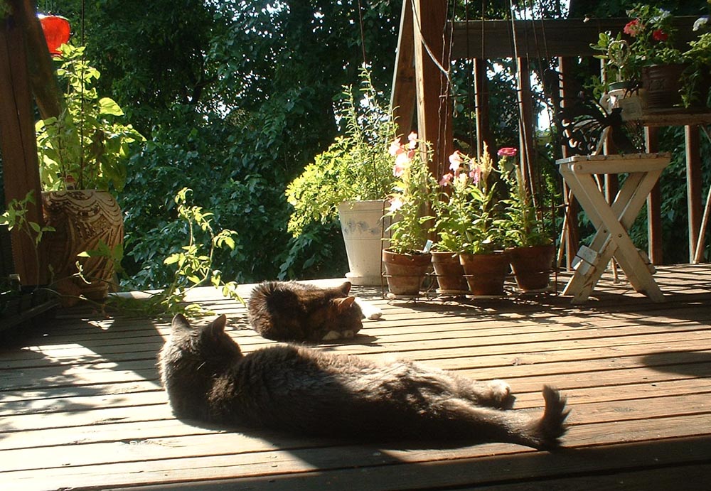 two cats on a sunny deck with flowers
