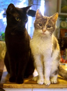 black cat and dilute calico
