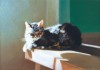 pastel painting of cat on table
