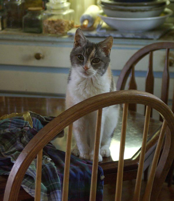 calico cat on the table