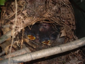 hungry baby wrens in their nest