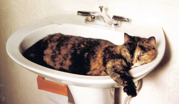 tortie cat in sink