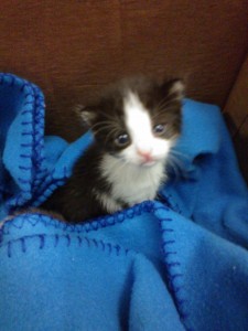 little tuxedo kitten