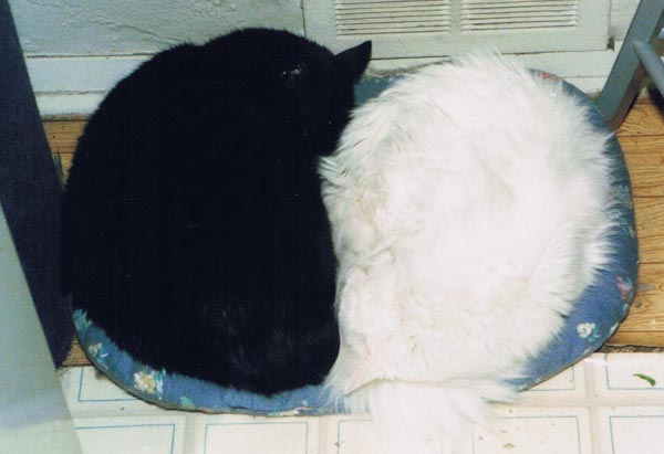 black and white cats sleeping