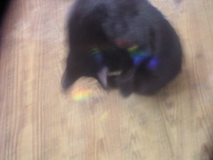 black cat with rainbows on wooden floor
