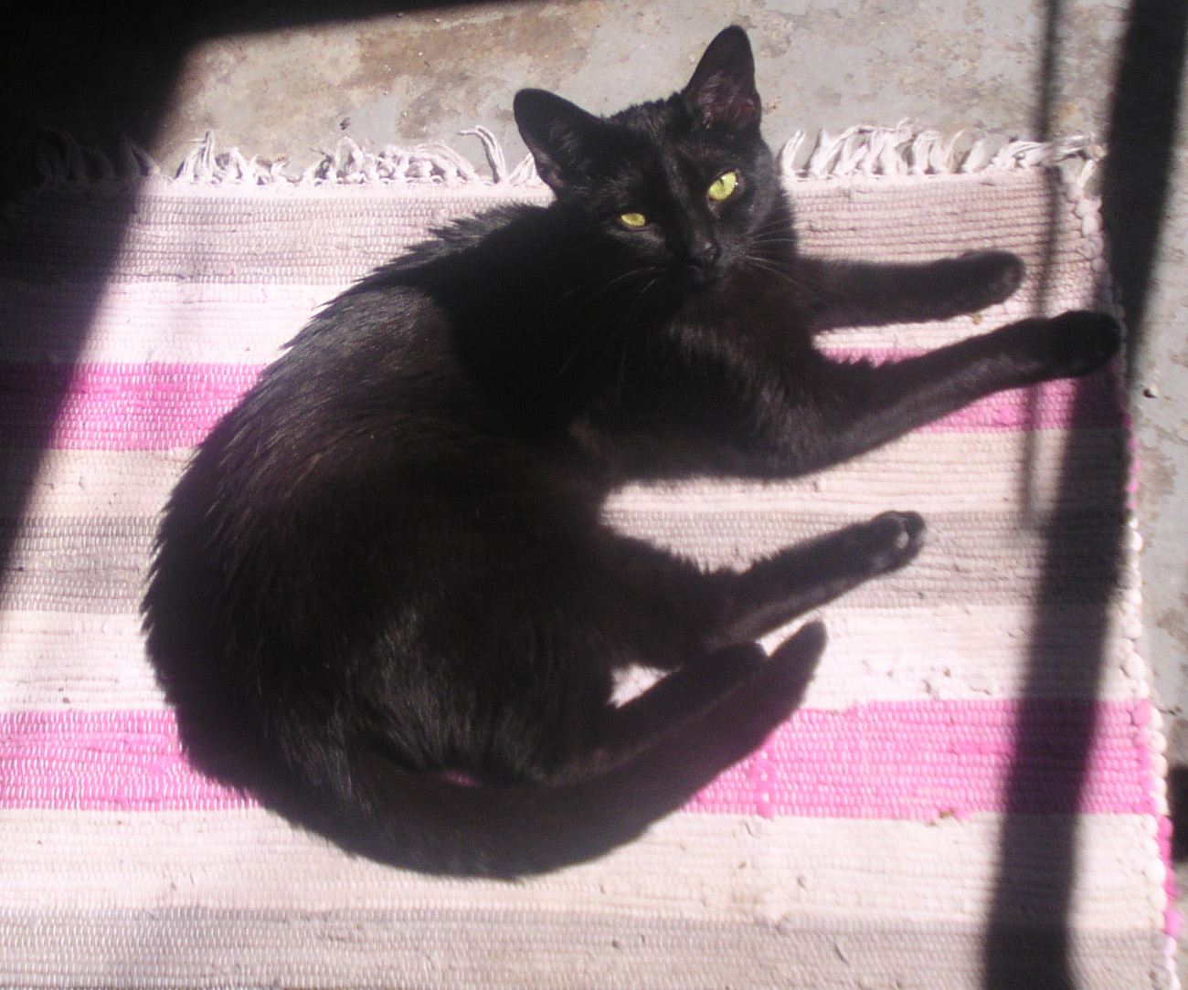 black cat on pink and gray rug
