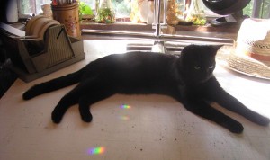 black cat on table with rainbows