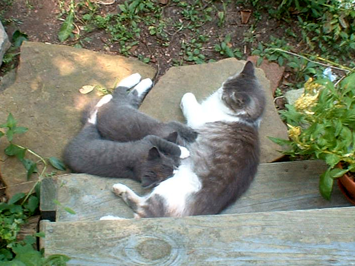 stray cat nursing kittens outdoors