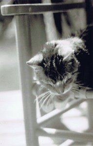 black and white photo of cat on chair