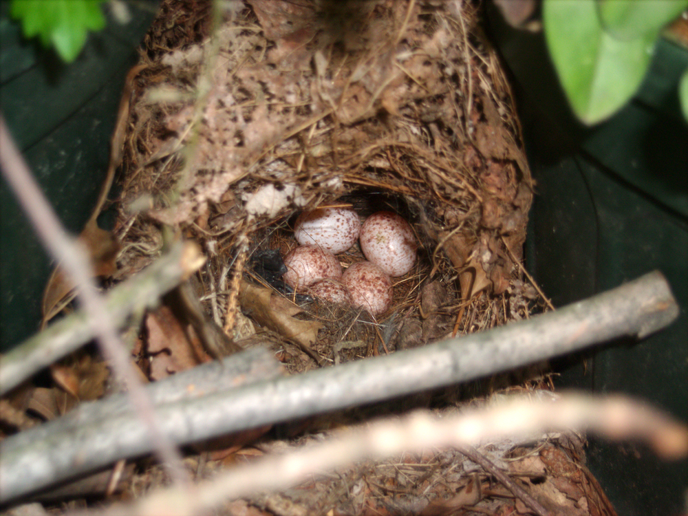 wren nest with eggs