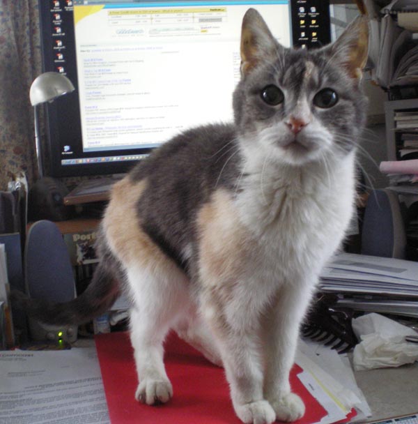 photo of cat on desk