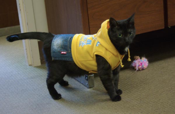 cat wearing costume