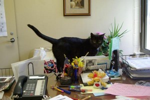 cat on desk