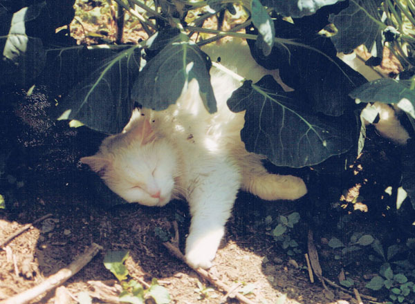 white cat sleeping under brussels sprouts
